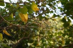Vernicia fordii
